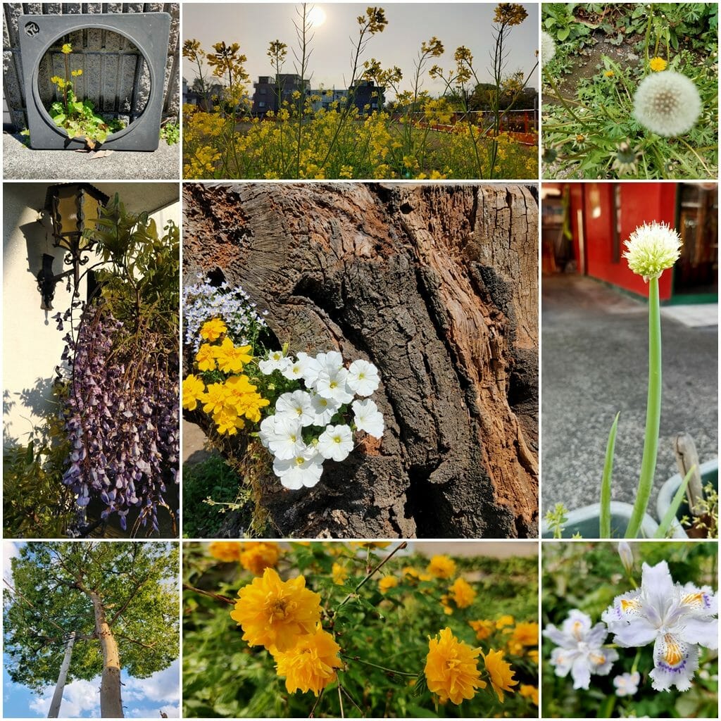 草花のコラージュ